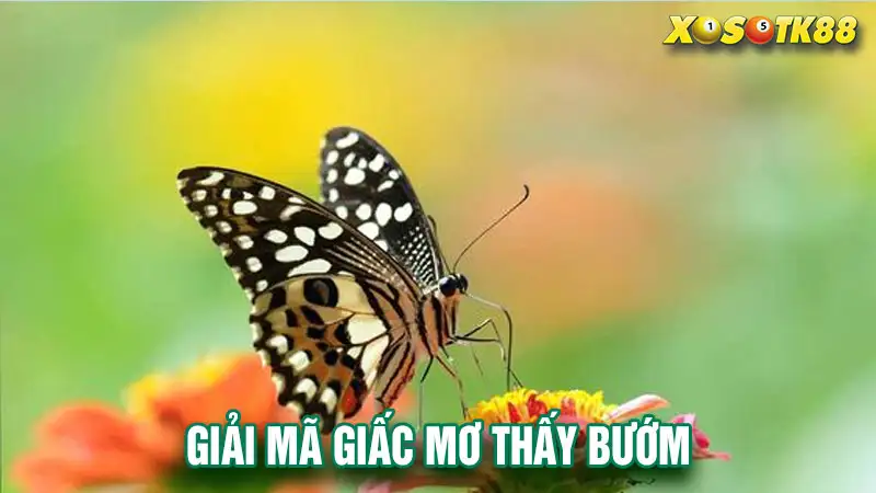 Giải mã giấc mơ thấy bướm