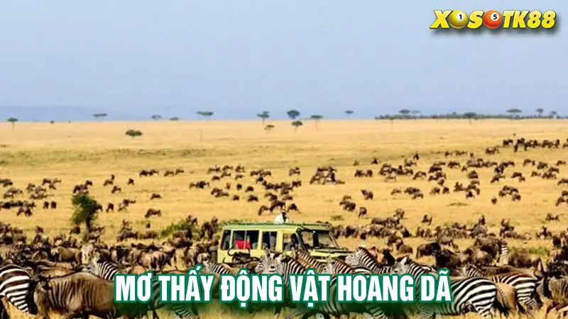 Mơ thấy động vật hoang dã