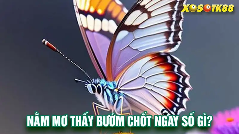 Mơ thấy bướm đánh con gì