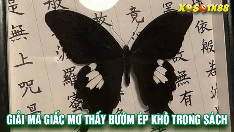 Mơ thấy bướm ép khô trong sách