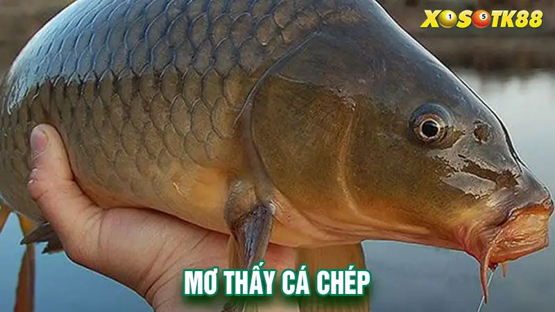 Mơ thấy cá chép