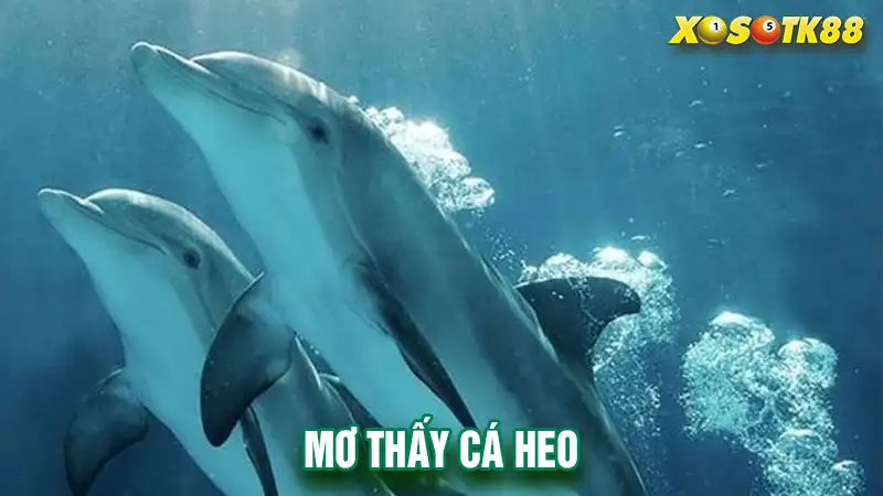 Mơ thấy cá heo