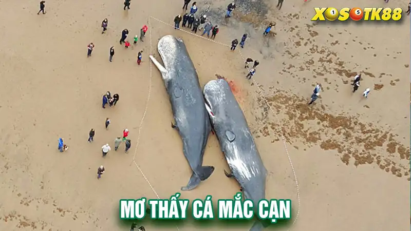 Mơ thấy cá mắc cạn