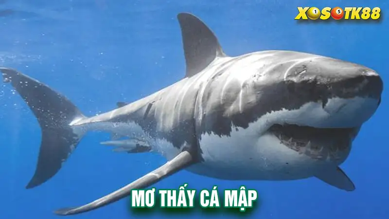 Mơ thấy cá mập