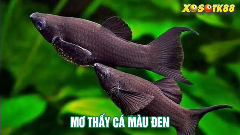 Mơ thấy cá màu đen