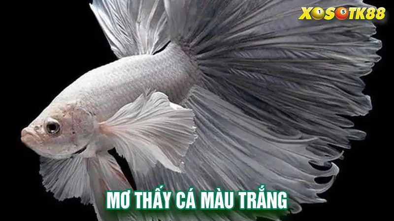 Mơ thấy cá màu trắng