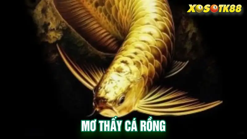 Mơ thấy cá rồng