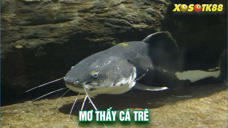 Mơ thấy cá trê