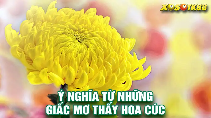 Ý nghĩa từ những giấc mơ thấy hoa cúc