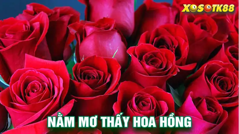 Nằm mơ thấy hoa hồng – Điềm báo trong giấc mơ loài hoa hồng xinh đẹp